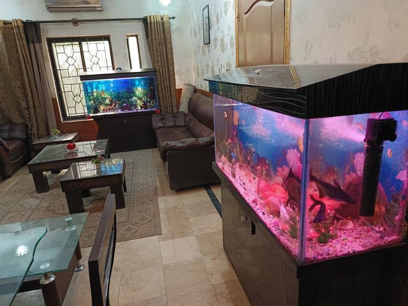 Full Size Aquarium full setup with fishes 9