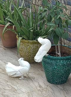 white pigeons