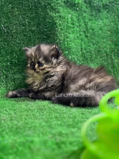 persian punch face female kitten for booking (03035935312)