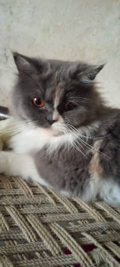 cute Persian cat available 0325/28/31/417
My WhatsApp number