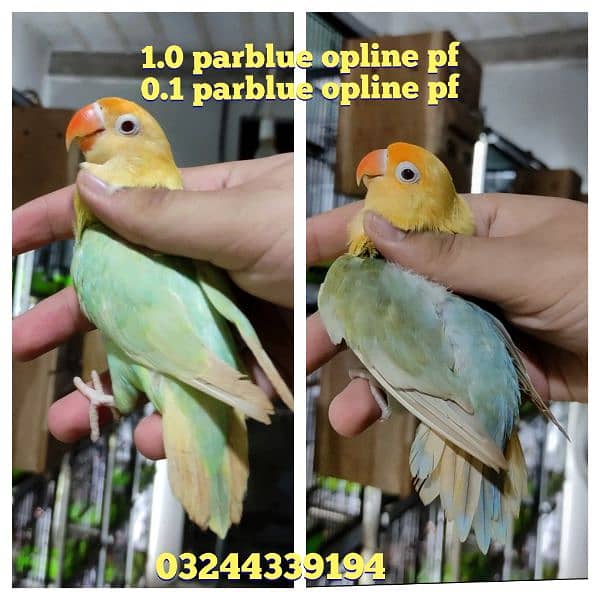 parblue opline palefellow pair 0