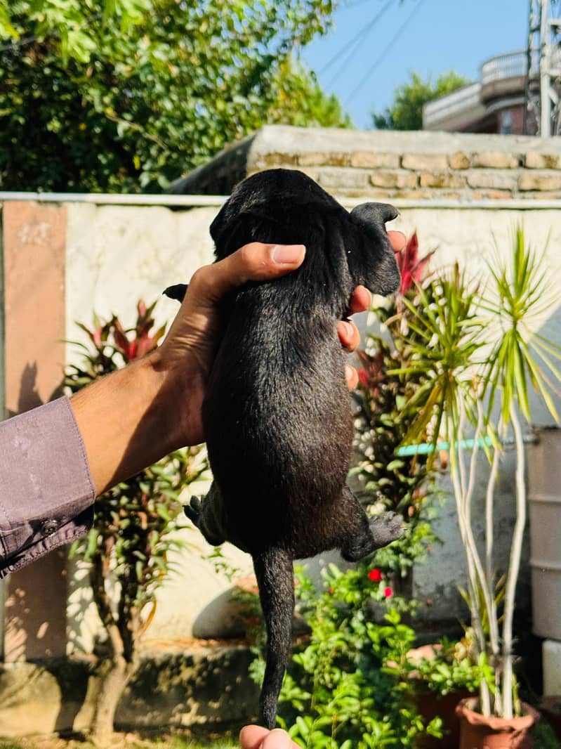 Pedigree Chocolate Labrador Puppies 0