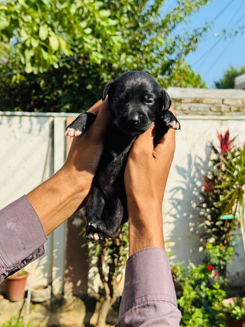 Pedigree Chocolate Labrador Puppies 2