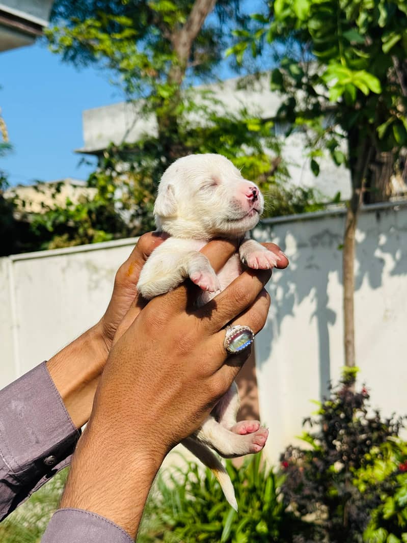 Pedigree Chocolate Labrador Puppies 3