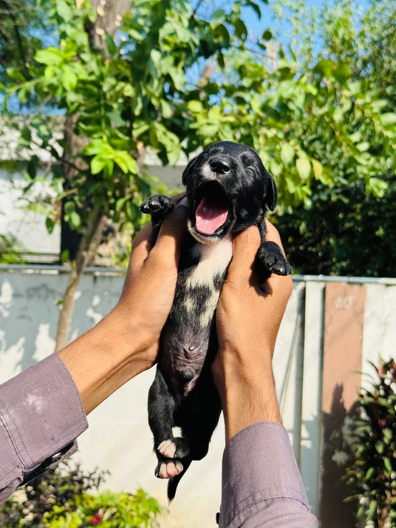 Pedigree Chocolate Labrador Puppies 4