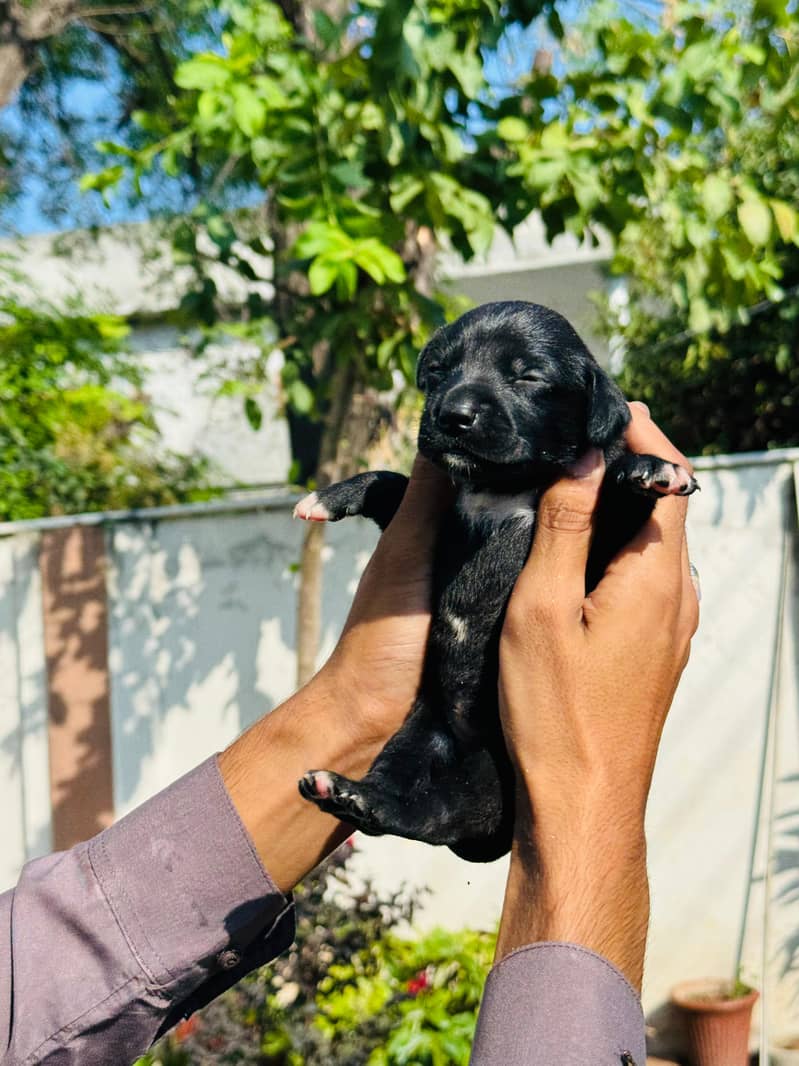 Pedigree Chocolate Labrador Puppies 5