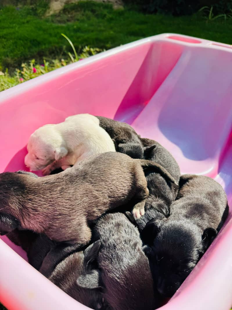 Pedigree Chocolate Labrador Puppies 6