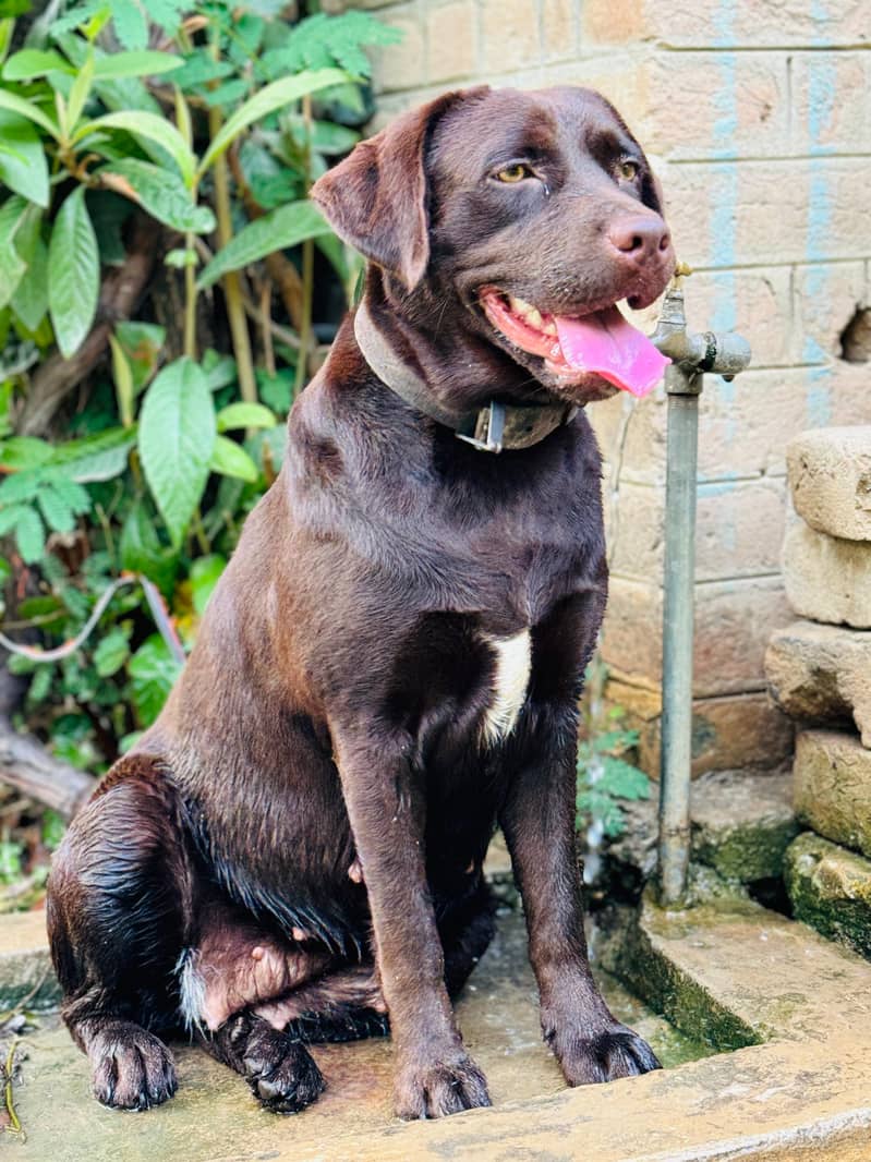 Pedigree Chocolate Labrador Puppies 7