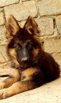 long coart german shepard