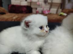 Pershion Kitten