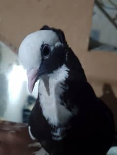 White & Black Mix Breed Laka Kabutar Pigeon