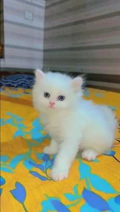 Persian cat  kitten 2 month Age for sale