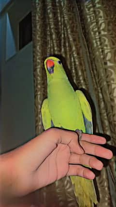 Ringneck handtame Female Age 3 years