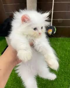 Persian cat