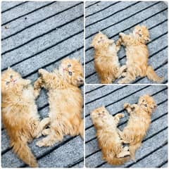 Persian kitten cats