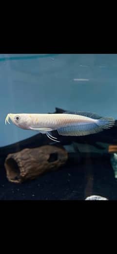 albino