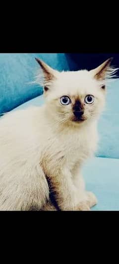 Siamese cat (pure Canadian breed)