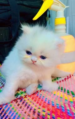 Persian cat | persian kitten | 03225990226 | kittens | cats | for sal