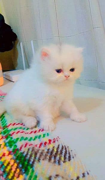 Persian cat | persian kitten | 03225990226 | kittens | cats | for sal 1