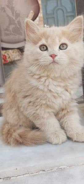 Persian cat | persian kitten | 03225990226 | kittens | cats | for sal 2