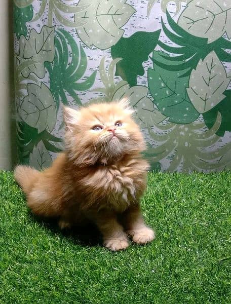 Persian cat | persian kitten | 03225990226 | kittens | cats | for sal 4