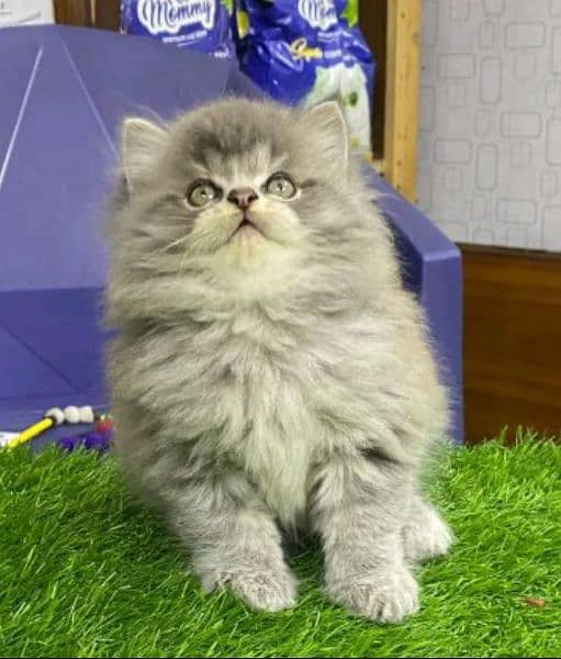 Persian cat | persian kitten | 03225990226 | kittens | cats | for sal 5