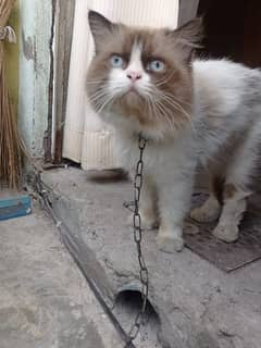 Persian male cat triple cotted