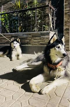 Siberian Husky 100% Pure Breed, 07 Months Old. URGENT SALE