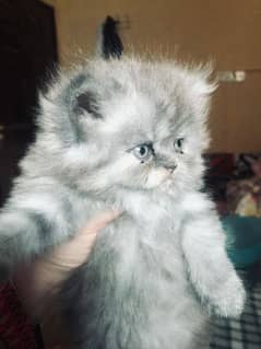 Persian Grey Colour  Kitten for Sale