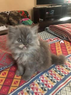 Persian Grey Colour  Kitten for Sale