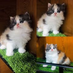 Persian kitten cats