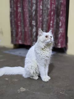 female Persian cat 8000