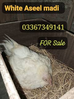 Fancy Hen Top quality breed ka  Fresh and fertile eggs available ha