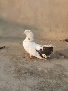 lakka pair for sale