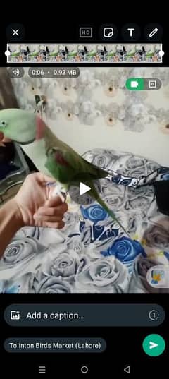 parrot