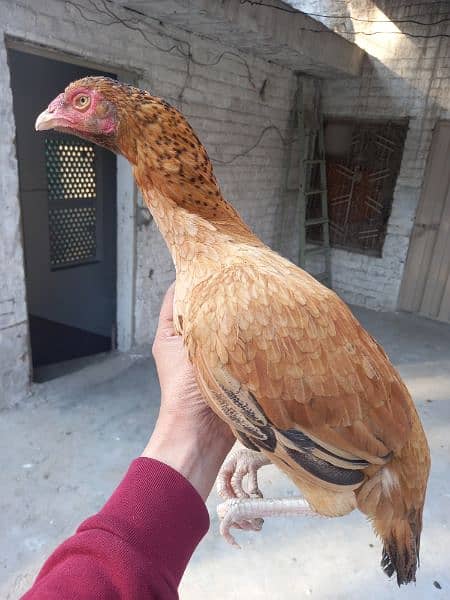 Aseel setup for sale desi murgiyan b for sale 3