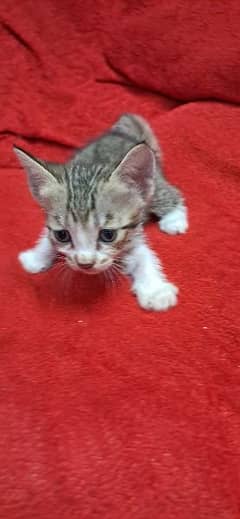 4 weeks old kittens available