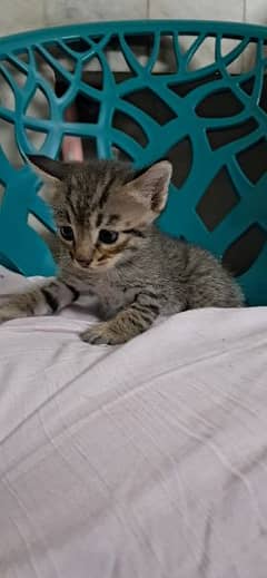 Tabby European Shorthair Kittens