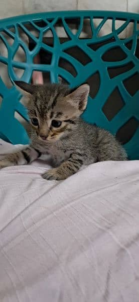 Tabby European Shorthair Kittens 0