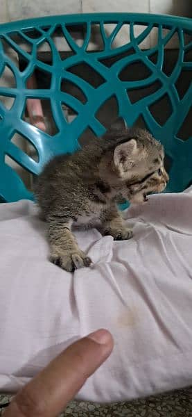 Tabby European Shorthair Kittens 1