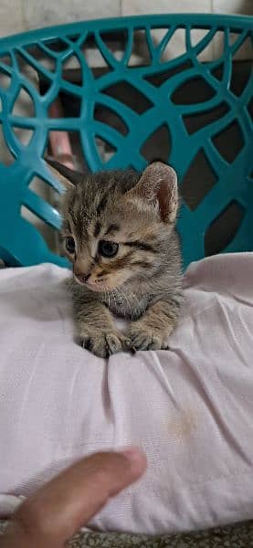 Tabby European Shorthair Kittens 2