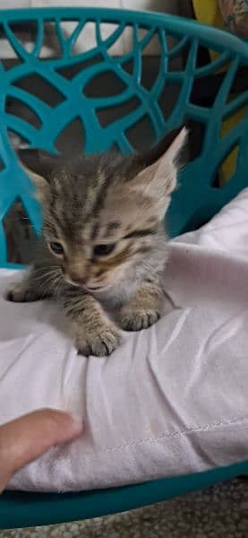 Tabby European Shorthair Kittens 3