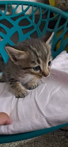 Tabby European Shorthair Kittens 4