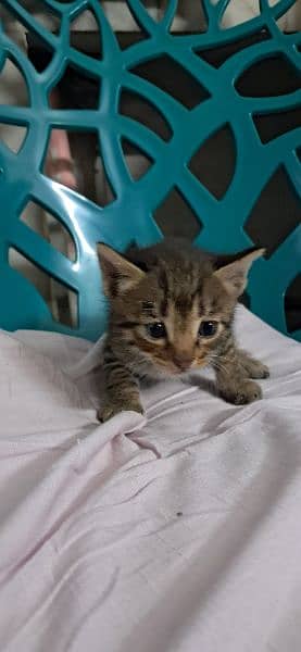 Tabby European Shorthair Kittens 5