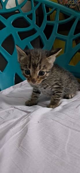 Tabby European Shorthair Kittens 6