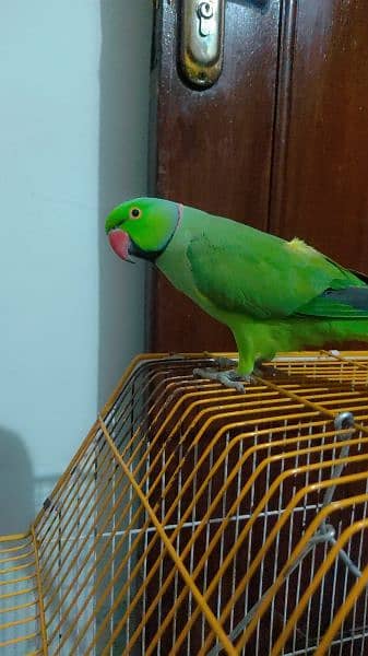 Talking parrot for urgent sale 0