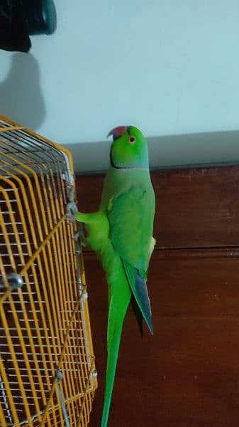 Talking parrot for urgent sale 1