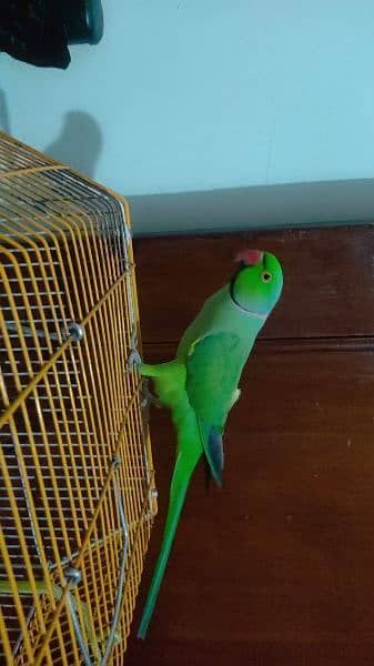 Talking parrot for urgent sale 2