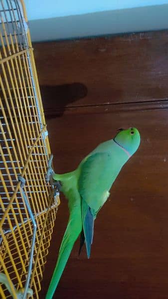 Talking parrot for urgent sale 3