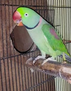 raw parrot for sale 4 month age WhatsApp number 03417057463